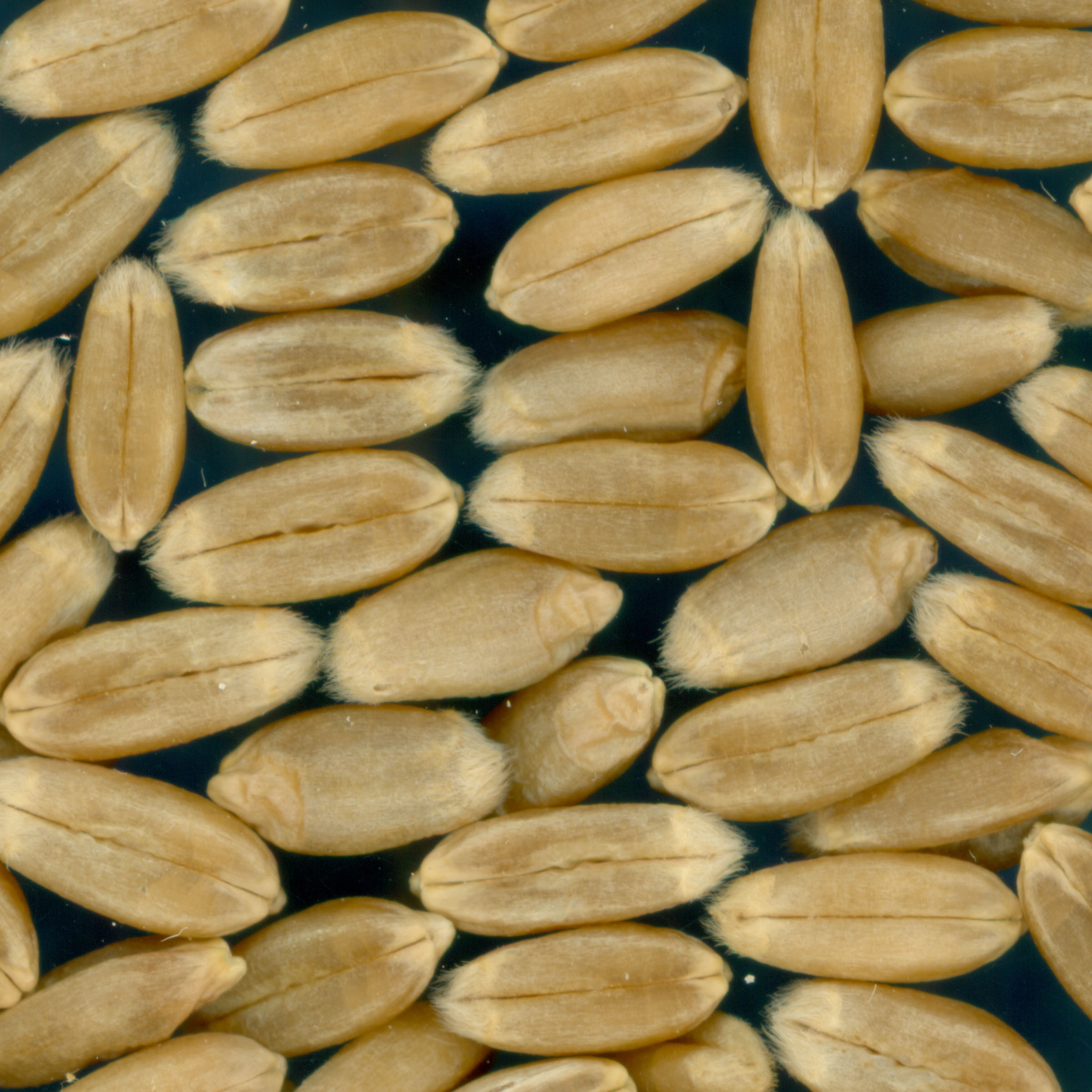 KERNELS